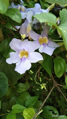 Lagerstroemia speciosa
