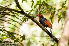 Sri Lanka Blue Magpie photo 2