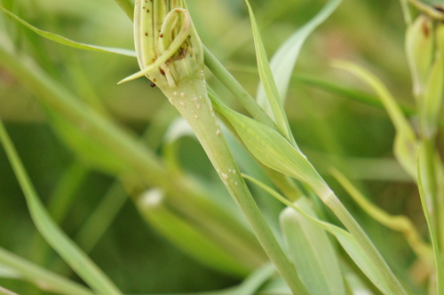 Pustula tragopogonis, 2025-08-16