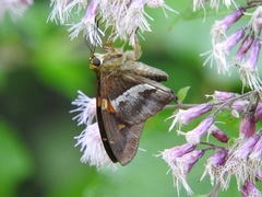 Aguna asander asander