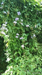 Lagerstroemia speciosa