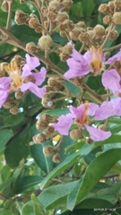 Lagerstroemia speciosa