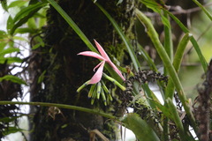 Billbergia distachia