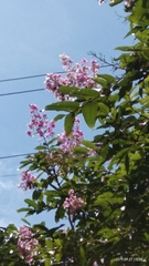 Lagerstroemia speciosa