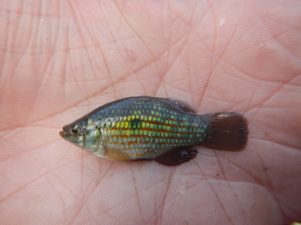 American Flag Fish