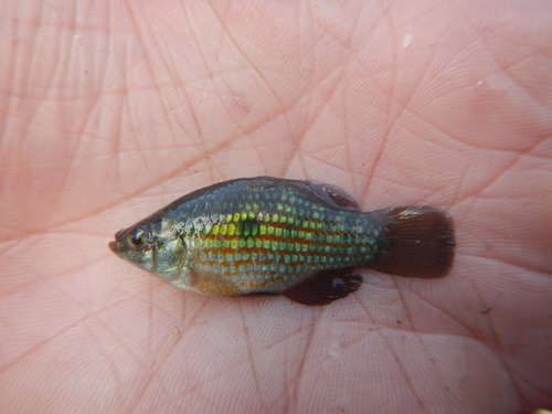 American Flag Fish
