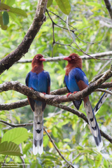 Sri Lanka Blue Magpie photo 3
