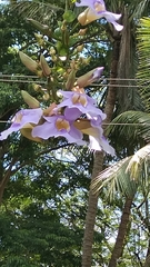 Lagerstroemia speciosa