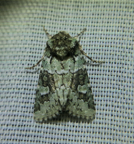 iNaturalist observation photo of Collared Arches Moth