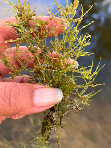 iNaturalist observation photo of Braun's stonewort