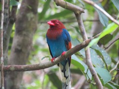 Sri Lanka Blue Magpie photo 4