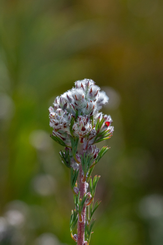 Fineleaf Sceptre (Paranomus capitatus)