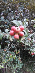 Crataegus baroussana