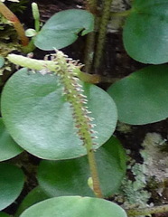 Peperomia serpens