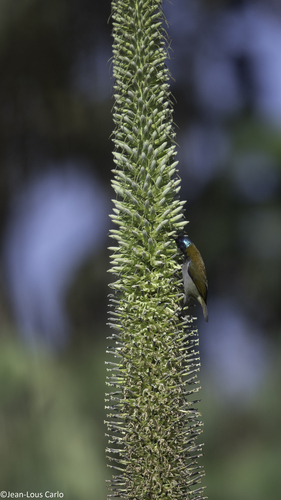 Lobelia giberroa