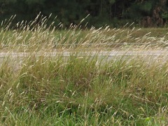 Bothriochloa torreyana