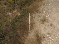 Bothriochloa torreyana