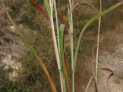 Bothriochloa torreyana