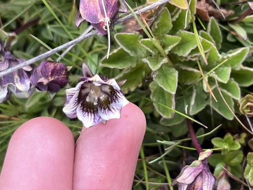Swertia uniflora