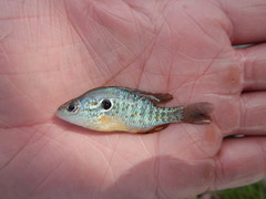 Lepomis humilis
