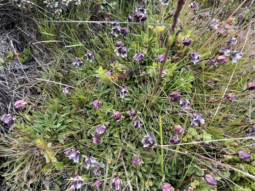 Swertia uniflora