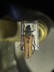 Trachysida mutabilis