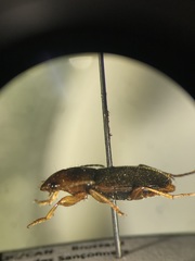 Amphasia interstitialis