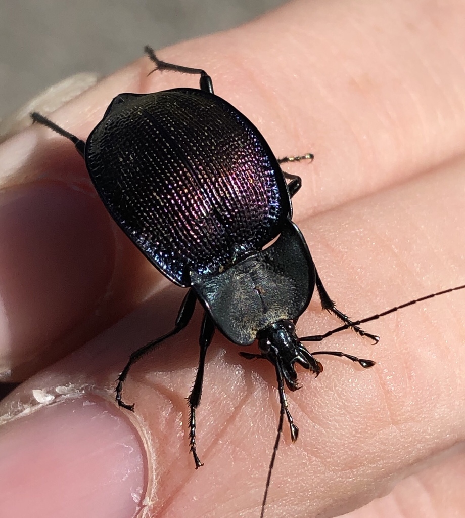 Large-thoraxed Snail-eating Beetle