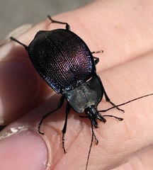 Scaphinotus elevatus