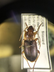 Amphasia interstitialis