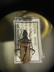 Acmaeops proteus