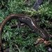 Salamandrella - Photo (c) 1998 Henk Wallays, algunos derechos reservados (CC BY-NC)