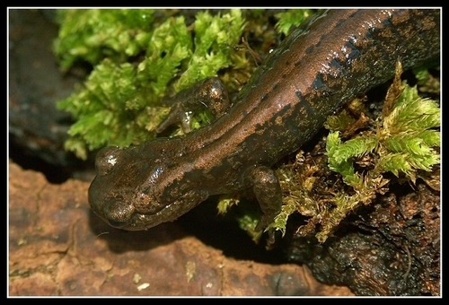Siberian Salamander