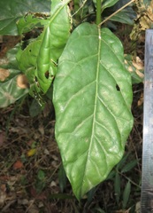 Sherbournieae