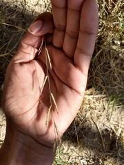 Bouteloua barbata rothrockii