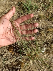 Bouteloua barbata rothrockii