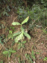 Sherbournieae