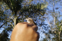 Uropsila leucogastra