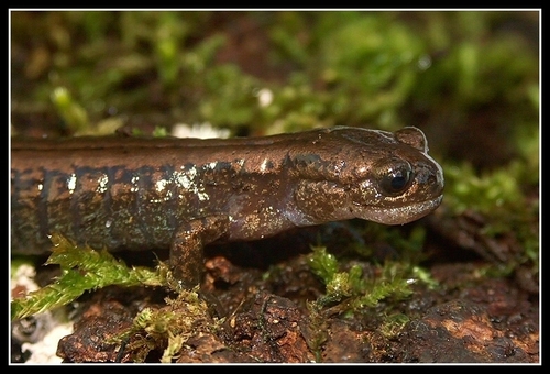 Siberian Salamander