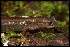 Siberian Newt photo 5