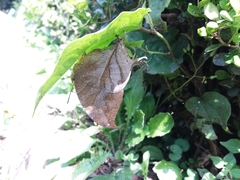 Consul electra electra