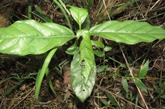 Sherbournieae