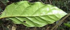 Sherbournieae