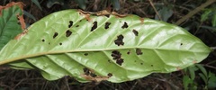 Sherbournieae