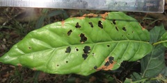 Sherbournieae