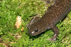 Tohoku Salamander photo 2