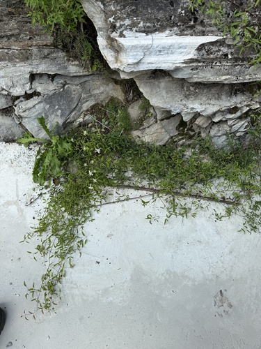 Clematis kirilowii, photograph 2