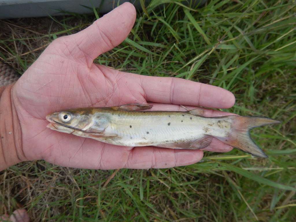 Channel Catfish from San Patricio County, TX, USA on April 21, 2019 at ...