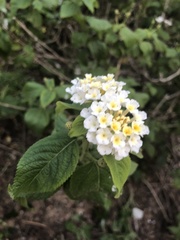 Lantana velutina