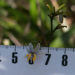 Dianella sandwicensis